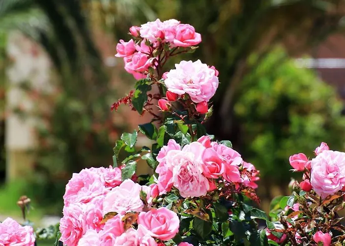 Oasis By The Sea Aparthotel